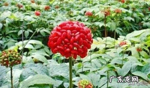 云南白药集团是什么龙头 云南白药到底是什么白药?