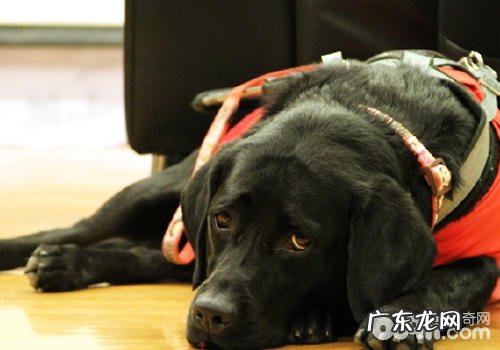 应对导盲犬要注意什么