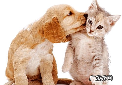 喜爱狗和喜欢猫的人有什么不同