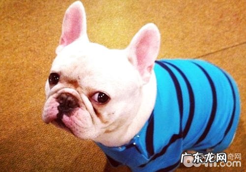 小狗的复古心理状态有什么主要表现