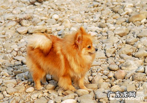 小狗的复古心理状态有什么主要表现