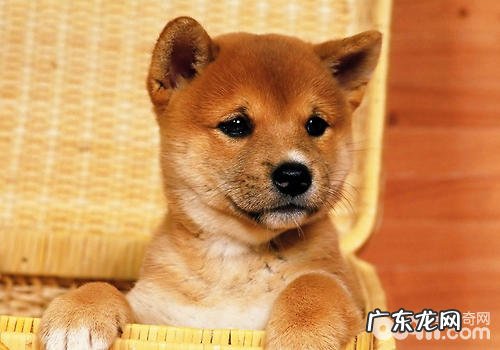 春天不必得罪小狗