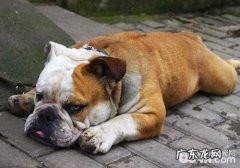 春天不必得罪小狗