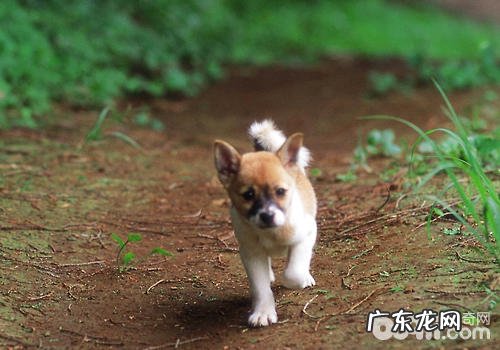 不一样的小狗要不一样看待