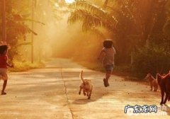 如何正确的与狗狗游戏