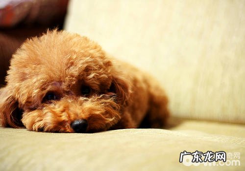 小狗的有关基本知识