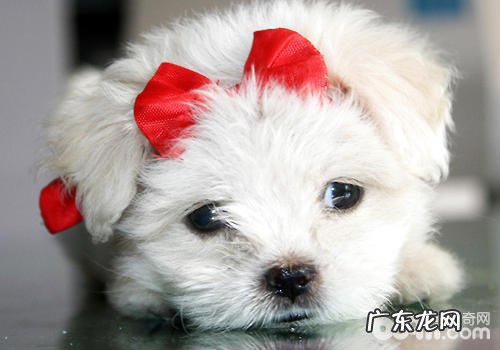 小狗的有关基本知识