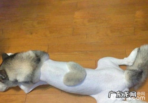 如何提高小狗肌肤抵抗能力