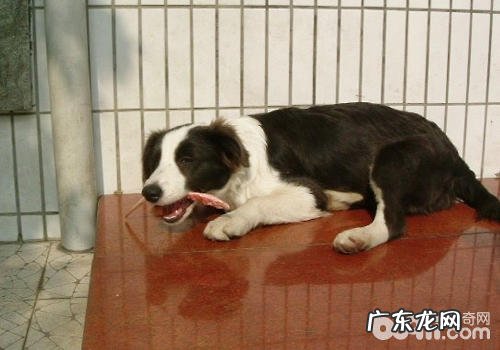 饭适不宜给小狗喂养