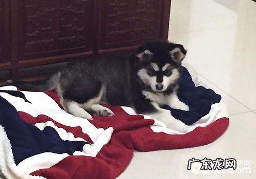 饭适不宜给小狗喂养