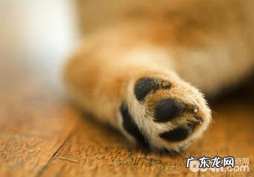 怎样关心小狗的脚部身心健康