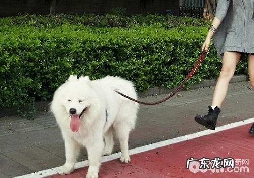 怎样关心小狗的脚部身心健康