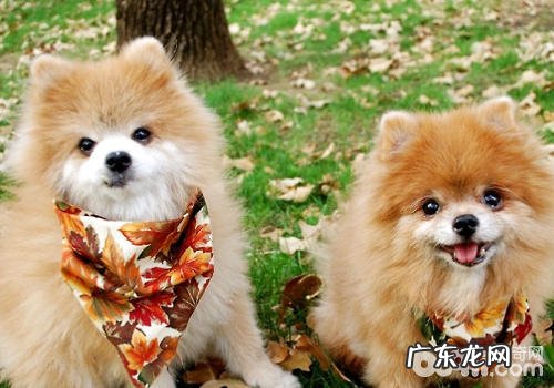 如何防止小狗耍心计