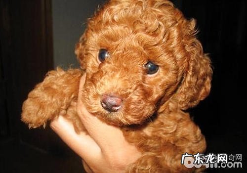 什么状况会导致红贵宾鼻部及被毛掉色