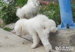 小狗出门时标识要注意什么