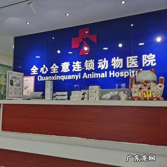 每天花费3000元,揭开宠物医疗“黑幕”:医生靠检查谋取暴利,代理商打压低价药