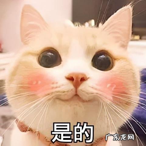 不吃早餐,瘦得更快?真相是?