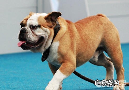 怎样为老年人犬减肥瘦身