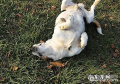 如何照料癫痫病的小狗