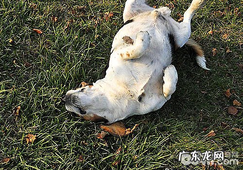 如何照料癫痫病的小狗