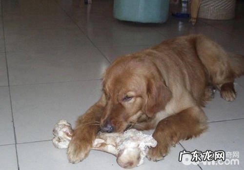 如何正确给小狗喂骨骼