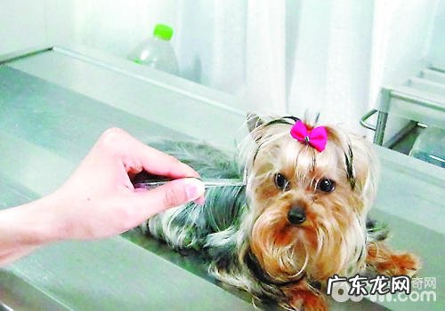 避免 小狗遗失有什么关键点