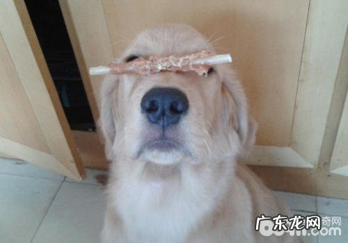 避免 小狗遗失有什么关键点