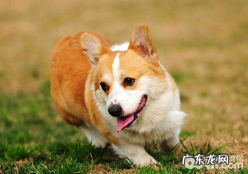 不必盲目跟风的追求完美小狗的休重