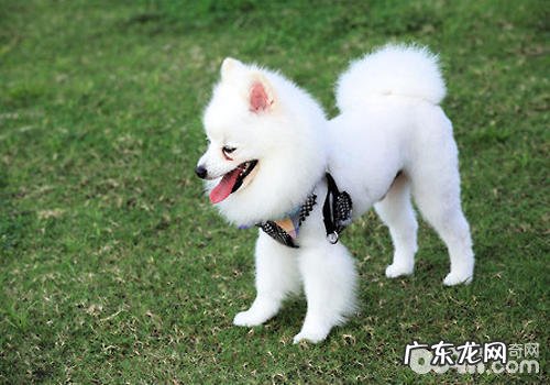 小狗生态公园散散步必须注意什么