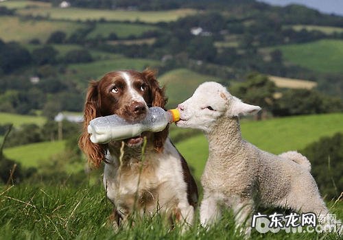 给小狗喂母乳要注意什么