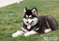 阿拉斯加犬可分成几类