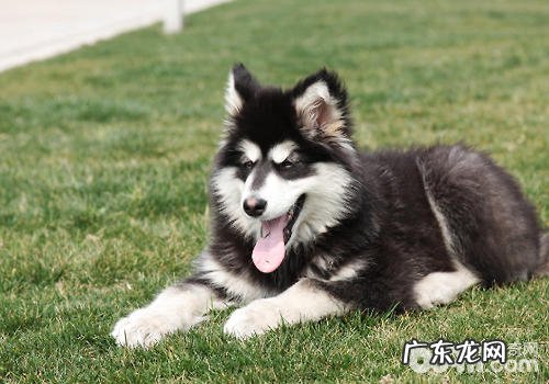 阿拉斯加犬可分成几类