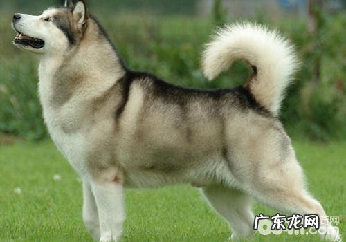 阿拉斯加犬可分成几类