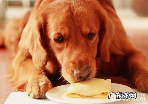 狗狗爱吃甜食有哪些危害