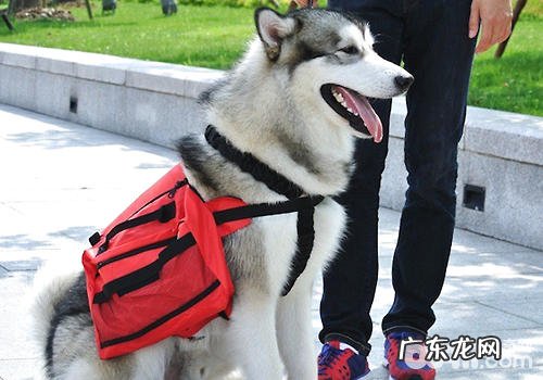 养宠物对饲主的眼睛视力是否有益处