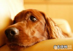 什么液體应尽可能避开小狗