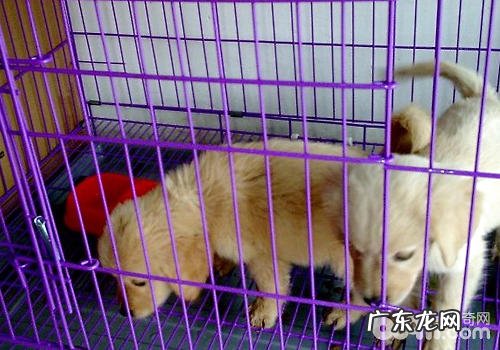 笼养狗狗的益处有什么