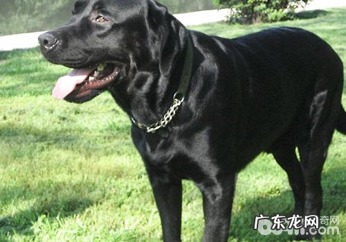 金毛的鼻部退色该怎么办