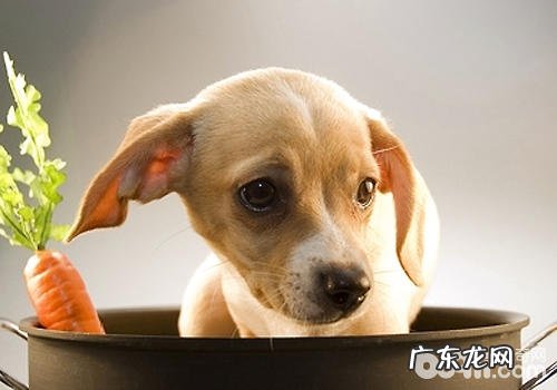 如何避免 小狗消化不好