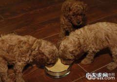 如何检查小狗的胃口