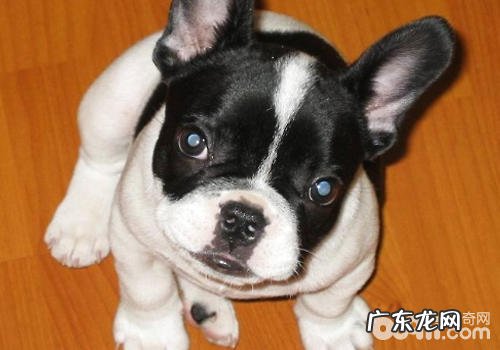 较为非常容易清洗的小型狗有什么