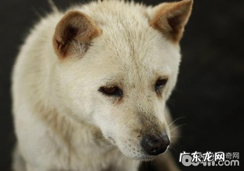 怎样对小狗的鼻孔及口腔内部开展清理