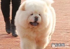 怎样分配松狮狗每日锻练