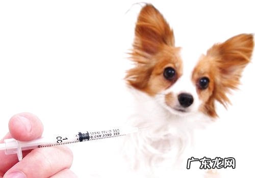 大城市小狗易产生什么难题