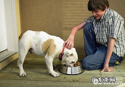 大城市小狗易产生什么难题