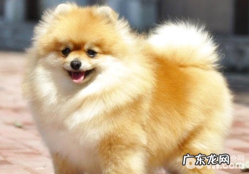 英系博美与美系博美有哪些差别