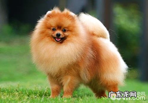 英系博美与美系博美有哪些差别