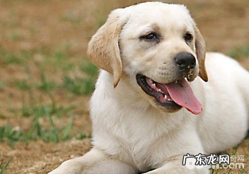 无论小狗是不是有人体骨骼病症都需要留意的事