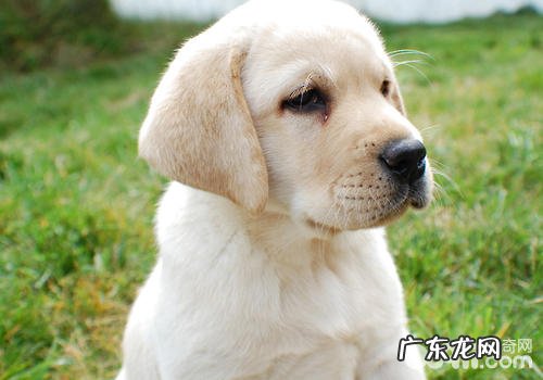 怎么知道小狗的生长发育情况怎样