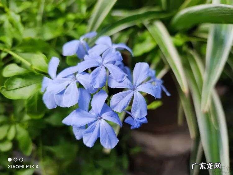 微距副摄与虚化副摄，现在还有存在的意义吗